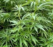 Encuentran plantación de marihuana en una casa