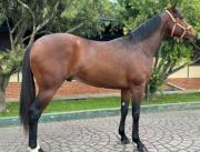 Nace el primer producto de un hijo de Gun Runner en Venezuela del 2026