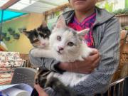 Servicios municipales fortalecen el cuidado de mascotas en La Paz