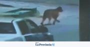 Operativo en el Cerro Blanco: localizaron al puma que alertaba a los vecinos