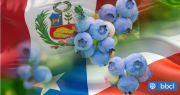 Arándano peruano apunta a nuevo récord de exportación este 2026 y ya supera a Chile