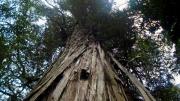 El segundo árbol más longevo del mundo está en Argentina: mide 50 metros y tiene 2.630 años