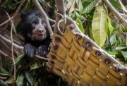 Tres crías de oso andino no volverán a su hábitat y vivirán en el 'zoo' de Quito