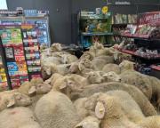 El rebaño que hizo las compras en el súper