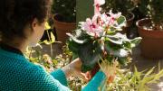 Estudio: 8 de cada 10 personas afirman haber incorporado el cuidado de plantas a su rutina diaria