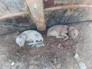 Crece el abandono de mascotas en La Guaira