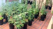 Más de 100 plantas de marihuana: entró a una casa de Parque Chacabuco a robar, cayó y la Policía se sorprendió