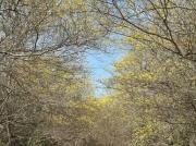 Inicia la floración ‘parcial’ de los curarires: Un espectáculo que no te podéis perder en el Jardín Botánico