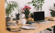 Mejoran el ambiente: estas son las 4 plantas que deberías tener en tu oficina
