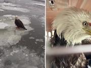 El conmovedor rescate de un águila calva herida y atrapada en el hielo