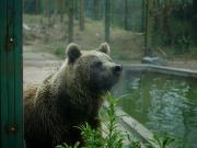 Dos osos pardos y una tigresa de bengala del ex Zoológico de Luján son trasladados a Europa