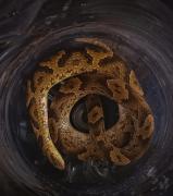 POFOMA de Cochabamba rescata una culebra en una vivienda