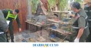 La Secretaría de Ambiente desarticula redes de tráfico de fauna y refuerza controles en toda la provincia