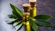 Los positivos beneficios del aceite de laurel, te saca los dolores articulares y musculares