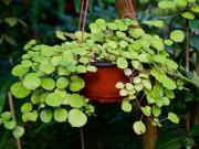 Cuál es la planta del dinero y cómo hacer que crezca rápido y fuerte