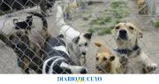 Un refugio para animales, la ambiciosa apuesta de un empresario sanjuanino que necesita de la ayuda de todos