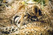 Por primera vez en Bolivia se liberará en su hábitat a un jaguar rescatado de incendios