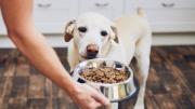 Te sorprenderá saber cuál es la hora ideal para alimentar a tu perro, según expertos