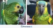 Desesperada búsqueda en San Juan: piden ayuda para encontrar a “Muñeco”, un loro amazónico