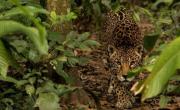 Hecho histórico: liberarán al primer jaguar a su hábitat natural en Bolivia