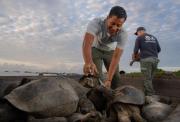 Regreso histórico: Tortugas gigantes vuelven a Galápagos tras 150 años de ausencia