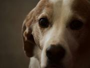 ¿Podés evitar que tu perro o gato sufra artrosis?