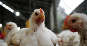 Confirman un caso de influenza aviar en una granja comercial y Argentina volvió a cerrar sus exportaciones