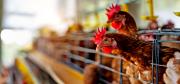 Senacsa emitió alerta sanitaria ante casos de influenza aviar en Buenos Aires