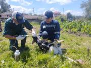 Apoyo al campo en Píllaro 