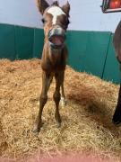 Nace un hijo del ganador del Kentucky Derby 2023