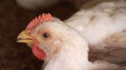 Argentina detecta brote de gripe aviar y suspende exportaciones del sector