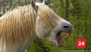 Los caballos tienen un don vocal que creíamos imposible