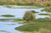 Pato Puna Rescatado Tras Derrame En Lago Chungará Fue Liberado En El Parque Nacional Salar Del Huasco