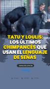 Tatu y Loulis: los últimos chimpancés que usan el lenguaje de señas