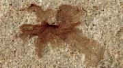 Una flor fósil de 101 millones de años conecta la Patagonia y Teruel (España)