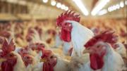 Otro golpe a las avícolas: por un nuevo brote de gripe aviar, se cierran las exportaciones