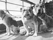 La increíble historia de los perros que viajaban en el Titanic con sus dueños
