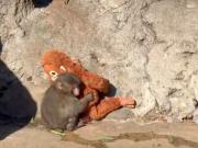 Piden salvar al monito Punch trasladándolo a un santuario