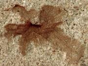 Encontraron una flor fósil de 101 millones de años en la Patagonia