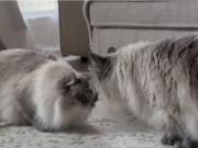 Dos gatos se reencontraron después de 5 años y esto es lo que sucedió