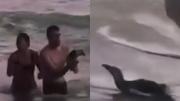 Monte Hermoso: una pareja que sacó a un pingüino del mar para tomarse fotos