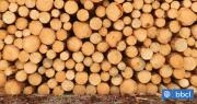 Nuevo arancel global: Corma llama a que Chile siga siendo relevante como exportador de madera a EEUU