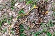 Murió una niña de seis años de edad por mordedura de serpiente en Carabobo