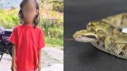 Niña murió tras ser atacada por una serpiente mientras jugaba en Carabobo