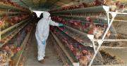 Senasag insta al sector avícola a reforzar medidas de bioseguridad ante brotes de influenza aviar en Uruguay, Argentina y otros países de la región