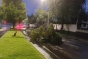 Lluvias congestionan vías en Quito y provocan caída de un árbol en hora pico