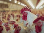 Negocio de 200 millones de dólares: detectan el segundo caso de gripe aviar en Buenos Aires y siguen suspendidas las exportaciones de productos avícolas