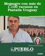 Megaagro con más de 1.100 vacunos en Pantalla Uruguay ‣ Martin Ferreira Pinto