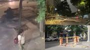 Directo al piso: un árbol se desplomó en pleno Cordón y quedó grabado