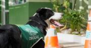 Spot imparable: perro antidrogas protagoniza segundo decomiso millonario en menos de un mes